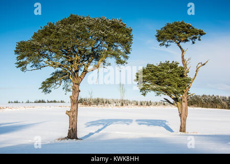 Zwei isolierte Scots Kiefern (Pinus sylvestris) werfen lange Schatten konvergieren in der Morgensonne an einem verschneiten Wintertag in Aberdeenshire Stockfoto