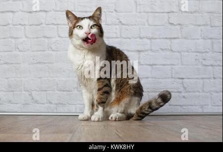 Tabby Katze Lecken der Lippen mit weißen Baustein Hintergrund Stockfoto