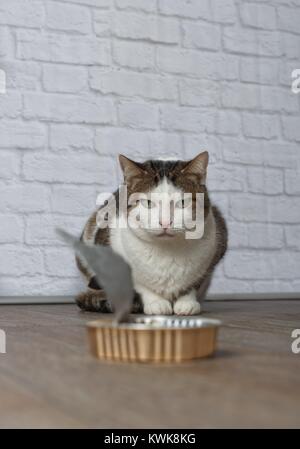 Alte gestromte Katze starren mürrisch an einen leeren Futternapf Stockfoto