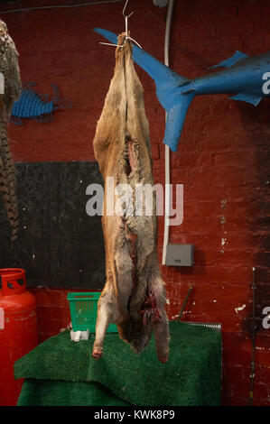 Frischen Kadaver eines yourg Scottish wild in einem Metzger in Glasgow. Stockfoto