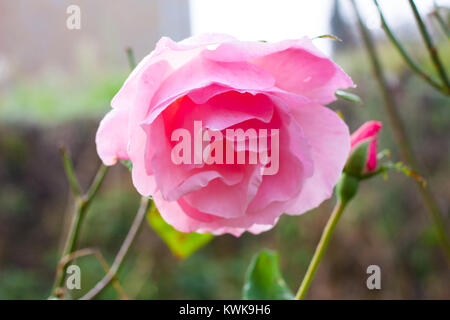 In der Nähe von einem schönen rosa Rose im Garten Stockfoto