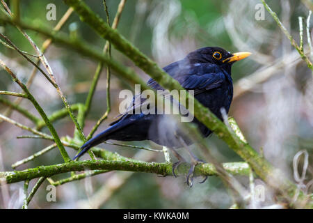 Männliche Amsel im Strauch Stockfoto