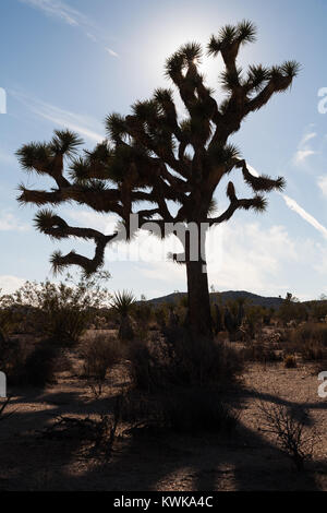 Joshua Bäume in den Joshua Tree National Park USA Stockfoto