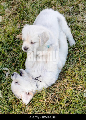 5 Woche alt Platin oder Creme Golden Retriever Welpen wrestling gefärbt. Stockfoto
