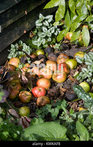 Malus Domestica. Windschlag Äpfel im Herbst. Stockfoto