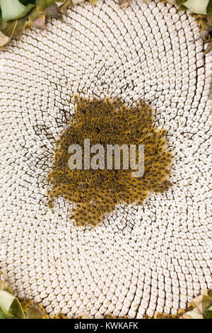 Helianthus annuus. Sonnenblume seedhead Reifung im Freien. Stockfoto
