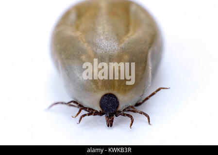 Zecken (ixodida), Zecke (ixodida) Stockfoto