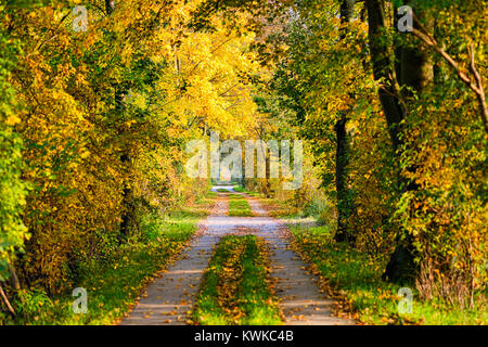 Autumnally farbige Bäume im Naturschutzgebiet Kirchwerder Wiesen, Hamburg, Deutschland, Europa, Herbstlich verf?rbte B?ume im Naturschutzgebiet Kirc Stockfoto