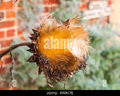 Schöne Nahaufnahme tot Blütenkorbes Anlage spezielle Herbst Winter, Essex, England, Großbritannien Stockfoto