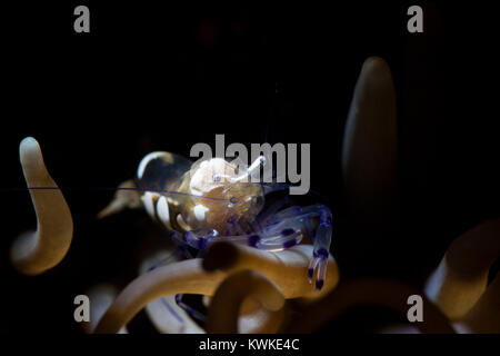 Pacific Clown Anemone Shrimp, Glas Anemone Garnele, weißer Fleck Anemone Shrimp (Periclimenes brevicarpalis) Stockfoto