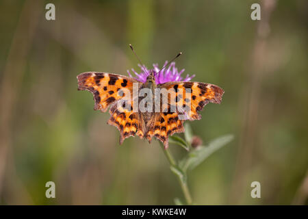 Komma Schmetterling (Polygonia c-Album), Marston Sparsamkeit, Bedfordshire. Stockfoto