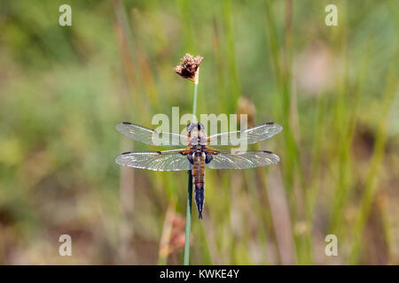 Weibliche 4-spotted Chaser (Libellula quadrimaculata) Libelle. RSPB Die Lodge, Sandy, Bedfordshire. Stockfoto