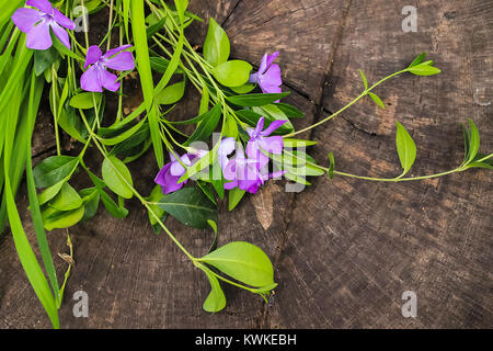 Blumenstrauß aus wunderschönen violetten Blüten von Immergrün mit grünen Blättern auf einer hölzernen Hintergrund Stockfoto