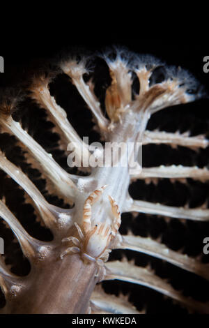 Three-Lobed Porzellan Krabben (Porcellanella triloba) auf einem Meer Pen (Pennatulacea) Stockfoto