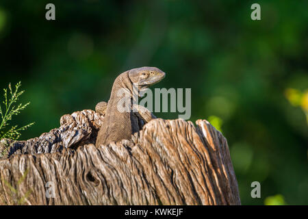 Rock Monitor im Krüger Nationalpark, Südafrika; Specie Familie Varanidae Varanus albigularis Stockfoto