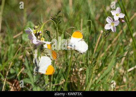 Paarungsverhalten von Orange tipp Schmetterlinge (Anthocharis cardamines) - mehrere Männchen zu Paaren, die versuchen, mit einem weiblichen Stockfoto