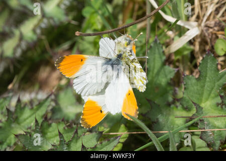 Paarungsverhalten von Orange tipp Schmetterlinge (Anthocharis cardamines) - mehrere Männchen zu Paaren, die versuchen, mit einem weiblichen Stockfoto