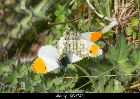 Paarungsverhalten von Orange tipp Schmetterlinge (Anthocharis cardamines) - mehrere Männchen zu Paaren, die versuchen, mit einem weiblichen Stockfoto