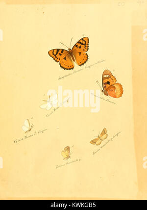 *Zuträge zur Sammlung exotischer Schmetterlinge* zeigt eine detaillierte Darstellung exotischer Schmetterlinge, die die Artenvielfalt und ihre Rolle in der Entomologie und naturgeschichtlichen Forschung betont. Stockfoto