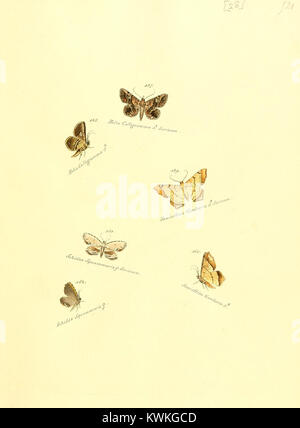 Platte 28 der Zuträge zur Sammlung exotischer Schmetterlinge präsentiert präzise Darstellungen exotischer Schmetterlinge, die der wissenschaftlichen Taxonomie des 19. Jahrhunderts und der globalen Schmetterlingsklassifizierung förderlich sind. Stockfoto