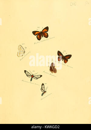 Die Platte 37 aus der Sammlung exotischer Schmetterlinge zeigt detaillierte Abbildungen exotischer Schmetterlingsarten, die Teil von Jacob Hübners entomologischer Arbeit zur Klassifizierung und Morphologie der Schmetterlinge aus dem frühen 19. Jahrhundert sind. Stockfoto