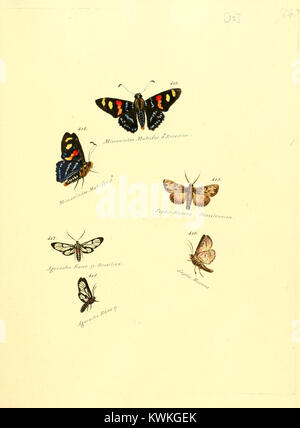 Diese Platte aus *Zuträge zur Sammlung exotischer Schmettlinge* zeigt eine Vielzahl exotischer Schmetterlingsarten, die sich auf ihre visuellen Merkmale und ihre Klassifizierung innerhalb der Entomologie konzentrieren. Stockfoto