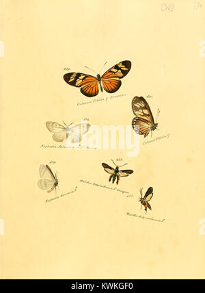 Diese wissenschaftliche Platte aus der Zuträge zur Sammlung exotischer Schmetterlinge zeigt handkolorierte Illustrationen von Schmetterlingen, die für frühe entomologische Untersuchungen und Artenidentifikation hergestellt wurden. Stockfoto
