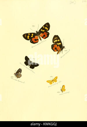 Diese Platte aus der Zuträge zur Sammlung exotischer Schmetterlinge aus dem 18. Jahrhundert zeigt exotische Schmetterlingsarten, die für eine frühe wissenschaftliche Klassifizierung und naturgeschichtliche Illustration geschaffen wurden. Stockfoto