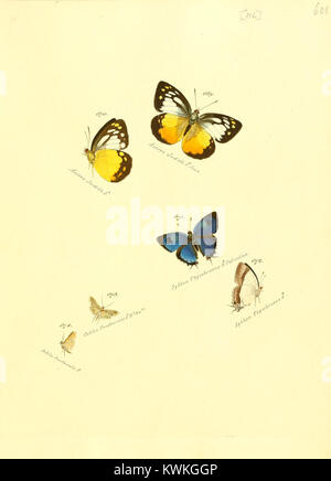 *Zuträge zur Sammlung exotischer Schmetterlinge* ist eine wissenschaftliche Arbeit, die sich der Klassifizierung und Untersuchung exotischer Schmetterlingsarten widmet, einschließlich detaillierter Abbildungen verschiedener Arten. Stockfoto