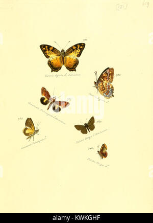 Die Platte 127 der „Zuträge zur Sammlung exotischer Schmetterlinge“ zeigt seltene Schmetterlingsarten, die jeweils mit lateinischer Taxonomie gekennzeichnet sind, und zeigt ihre charakteristischen Farbmuster und anatomischen Details. Stockfoto