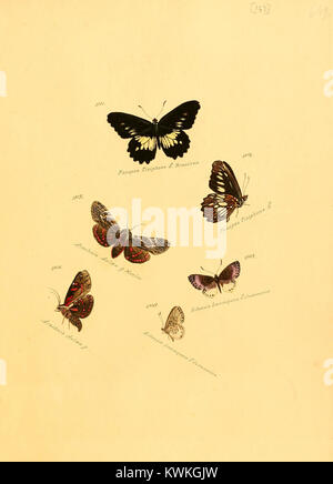 Diese Platte aus *Zuträge zur Sammlung exotischer Schmetterlinge* zeigt verschiedene exotische Schmetterlingsarten, die ihre visuellen Eigenschaften und Klassifizierung in der entomologischen Forschung hervorheben. Stockfoto