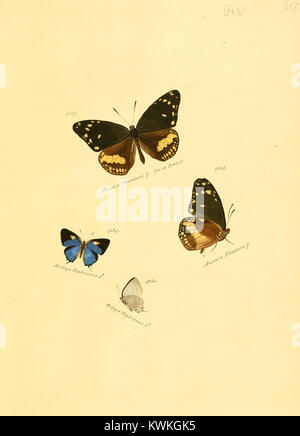 Diese handkolorierte Platte aus der Zuträge zur Sammlung exotischer Schmetterlinge präsentiert exotische Schmetterlinge für wissenschaftliche Studien, die die frühe europäische entomologische Forschung widerspiegeln. Stockfoto