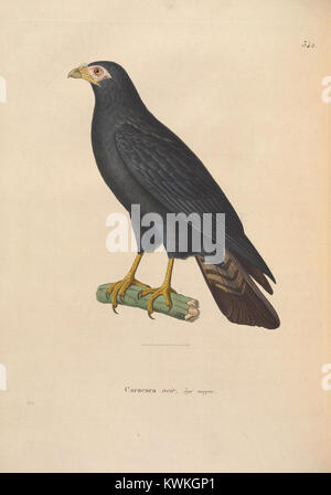 Nouveau Recueil de Planches coloriées d'oiseaux (6285703843) Stockfoto