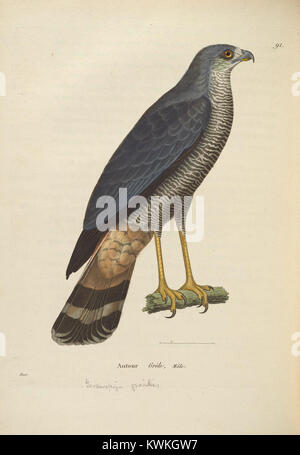 Nouveau Recueil de Planches coloriées d'oiseaux (6286235144) Stockfoto