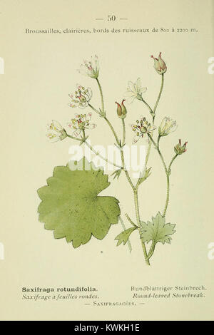 Dieser illustrierte Reiseführer konzentriert sich auf die Flora der französischen Alpen und Pyrenäen und bietet lebendige Darstellungen der vielfältigen Pflanzenarten der Region. Der Reiseleiter dient als Ressource für Botaniker und Forscher. Stockfoto