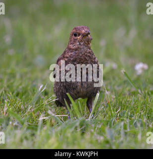 In der Nähe der Jugendlichen gemeinsame Blackbird Stockfoto