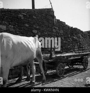 Eine Fotografie aus Pomjan aus dem Jahr 1950, die einen „Kozec“ zeigt, der auf einem Wagen montiert ist, ein traditionelles slowenisches Gerät, das zum Transport von Heu und Getreide verwendet wird. Stockfoto