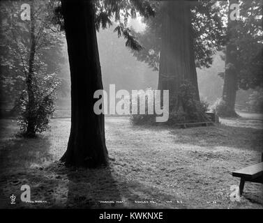 „Morning Mist“ fängt die friedliche Schönheit des Stanley Parks in Vancouver, BC, ein, mit Nebel, der das üppige Grün des Parks umhüllt und eine ruhige, geheimnisvolle Atmosphäre schafft, die typisch für die natürliche Landschaft der Region ist. Stockfoto