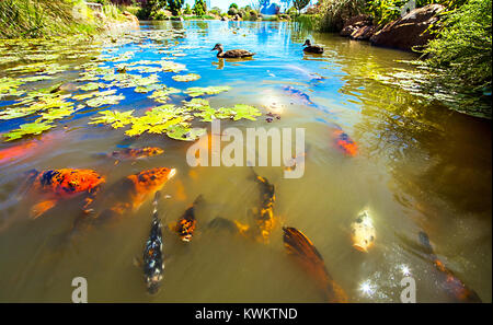 Koi im shoyoen Garten in Dubbo Australien Stockfoto