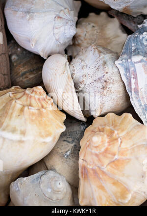 Stapel von Seashell einschließlich conch und Muscheln Muscheln Stockfoto