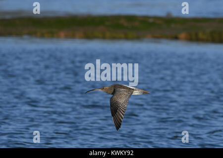 Curlew curlew im Flug über die Santoña Marsh Stockfoto