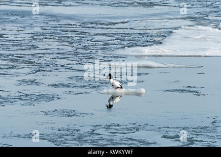 Schellente Ente auf einer Eisscholle thront, Rümpfe Cove, Maine, USA Stockfoto