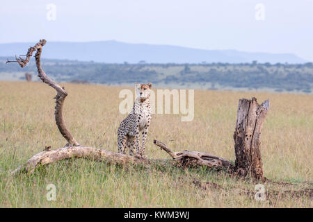 Eine collared Cheetah weiblichen Jagd über offenes Grasland, stehend auf einem gebrochenen Baum, ferne, Mara Naboisho Conservancy Kenia Afrika Stockfoto