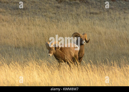 Rocky Mountain Bighorn Rams (Ovis canadensis) in einer Wiese oberhalb Talbot Lake, Jasper National Park, Kanada Stockfoto