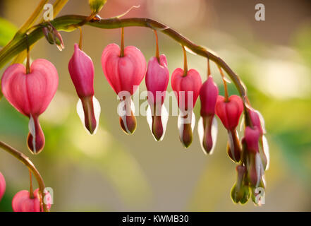 Horizontale makro-, Stamm der blutenden Herzen, rosa, weiß und saftig. schönen weichen, grünen Hintergrund mit geringer Tiefenschärfe. Stockfoto