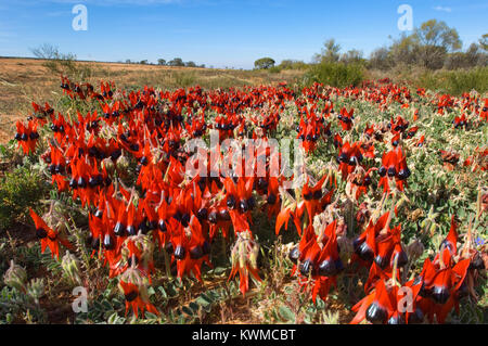 Swainsona Formosa oder häufiger als Sturts Desert Pea bekannt wächst in semi-arid​ Regionen Australiens. Stockfoto