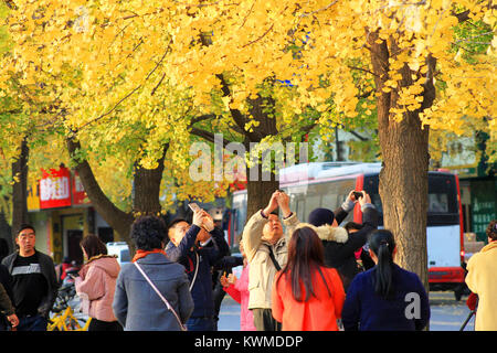 Chengdu Chengdu, China. 8 Dez, 2017. Chengdu, China - 8. Dezember 2017: (redaktionelle Verwendung. CHINA). Leute genießen, goldenen ginkgo Bäume in Chengdu, Provinz Sichuan im Südwesten Chinas. Credit: SIPA Asien/ZUMA Draht/Alamy leben Nachrichten Stockfoto