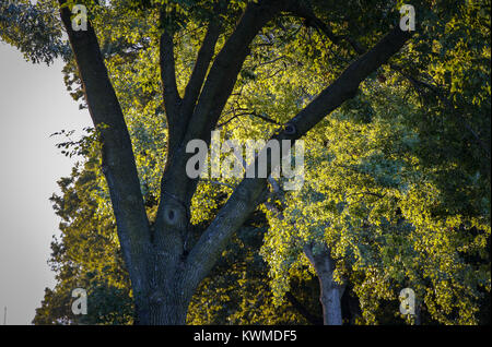 Davenport, Iowa, USA. 13 Aug, 2016. Professioneller Golfspieler. In Runde drei der John Deere Classic in Silvis am Samstag, 13. August 2016. Credit: Andy Abeyta/Viererkabel - Zeiten/ZUMA Draht/Alamy leben Nachrichten Stockfoto