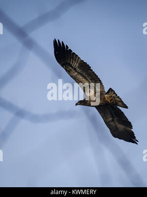 Dezember 20, 2016 - Mailand, Iowa, USA - ein Golden Eagle wird gesehen, fliegen über den Rock River in Mailand auf dem Rock River Trail am Dienstag, 20. Dezember 2016. Kerben der Weißkopfseeadler ihre Rückkehr in den letzten Wochen das Viererkabel - Bereich auf der Suche nach offenen, warmen Wasser und Fische ins Leben gerufen haben, ihrer primären Nahrungsquelle. (Bild: © Andy Abeyta/Viererkabel - Zeiten über ZUMA Draht) Stockfoto