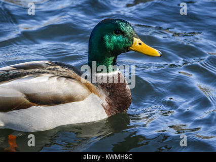 Davenport, Iowa, USA. 29 Nov, 2016. Eine stockente Ente schwimmt über in der Lagune bei Vander Veer Park in Davenport am Dienstag, 29. November 2016. Die Viererkabel-städte erfreuen sich ungewöhnlich warmen Wetter mit einer Höhe von 55 in Davenport erwartet. Credit: Andy Abeyta/Viererkabel - Zeiten/ZUMA Draht/Alamy leben Nachrichten Stockfoto